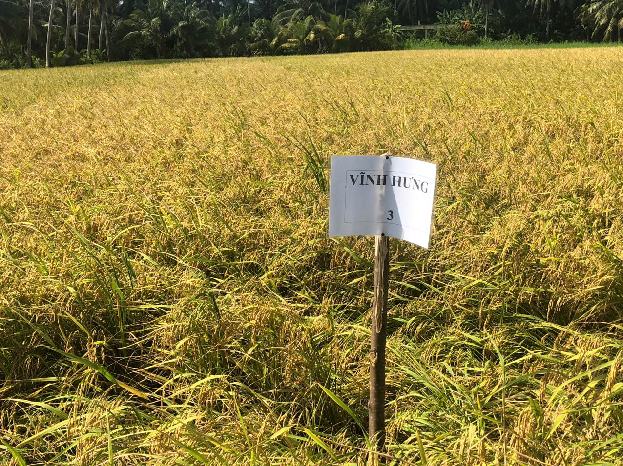 Giống lúa mới VNR98 – Giải pháp mới cho người dân xã Song Lộc
